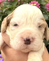 Hawk , a male English Springer Spaniel for sale in Bay City, WI – 10 of 10