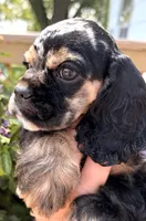 Cleo, a female Cocker Spaniel for sale in Bay City, WI – 2 of 10