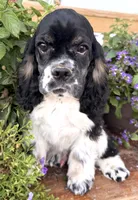 Gerald , a male Cocker Spaniel for sale in Bay City, WI – 9 of 9