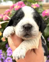 Raven , a female English Springer Spaniel for sale in Bay City, WI – 2 of 9