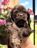 Gracie, a female Cocker Spaniel for sale in Bay City, WI – 1 of 8