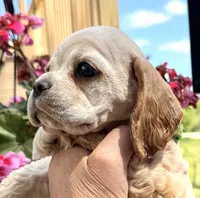 Ginger , a female Cocker Spaniel for sale in Bay City, WI – 8 of 10