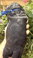Carter , a male Cocker Spaniel for sale in Bay City, WI – 6 of 10