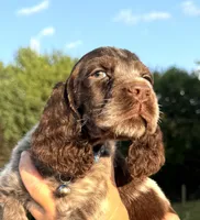 Granite, a male English Springer Spaniel for sale in Bay City, WI – 3 of 8