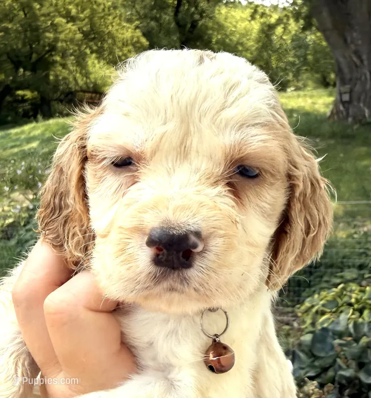 Hawk  – English Springer Spaniel puppy for sale in Bay City, WI