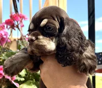 Petunia , a female Cocker Spaniel for sale in Bay City, WI – 4 of 10