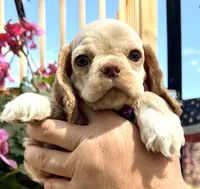 Peaches , a female Cocker Spaniel for sale in Bay City, WI – 4 of 9