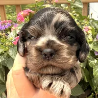 Cammie , a female Cocker Spaniel for sale in Bay City, WI – 5 of 6
