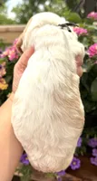 Crow , a male English Springer Spaniel for sale in Bay City, WI – 6 of 9