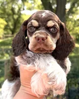 Rain , a female Cocker Spaniel for sale in Bay City, WI – 1 of 6