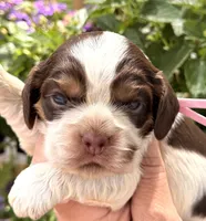 Rain , a female Cocker Spaniel for sale in Bay City, WI – 7 of 7