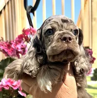 Petey, a male Cocker Spaniel for sale in Bay City, WI – 4 of 8