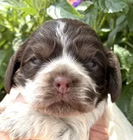 Sprinkles , a female Cocker Spaniel for sale in Bay City, WI – 4 of 10