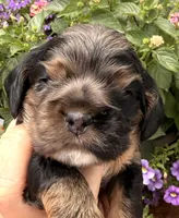 Cleo, a female Cocker Spaniel for sale in Bay City, WI – 9 of 10