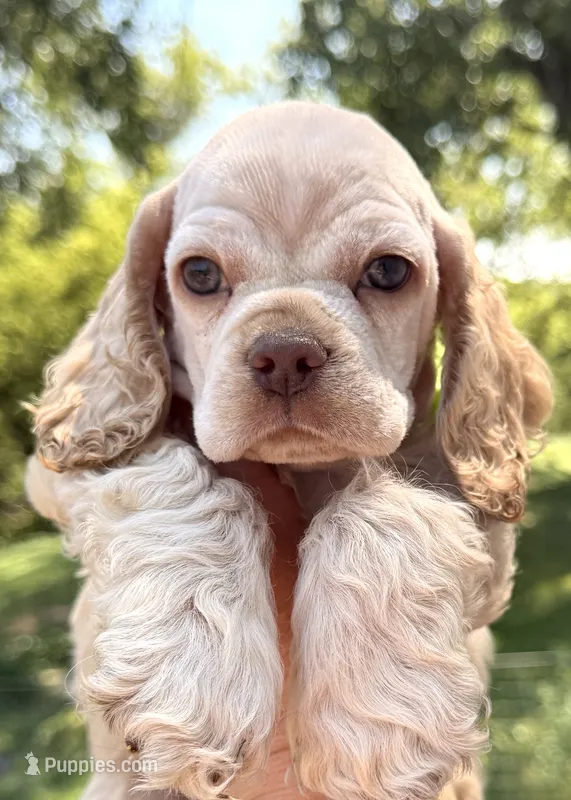 Lightning  – Cocker Spaniel puppy for sale in Bay City, WI