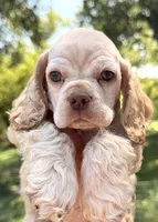 Lightning , a male Cocker Spaniel for sale in Bay City, WI – 1 of 9