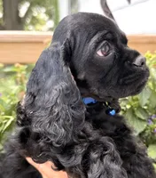 Carter , a male Cocker Spaniel for sale in Bay City, WI – 10 of 10
