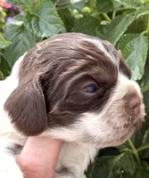 Sprinkles , a female Cocker Spaniel for sale in Bay City, WI – 10 of 10