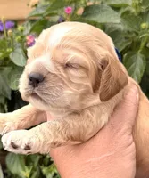 Thunder , a male Cocker Spaniel for sale in Bay City, WI – 2 of 9