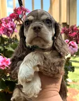 Phin, a male Cocker Spaniel for sale in Bay City, WI – 7 of 9