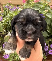 Clara , a female Cocker Spaniel for sale in Bay City, WI – 2 of 8