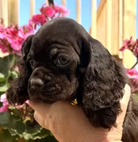 Pumpkin, a female Cocker Spaniel for sale in Bay City, WI – 3 of 9
