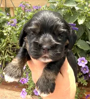 Clara , a female Cocker Spaniel for sale in Bay City, WI – 5 of 8