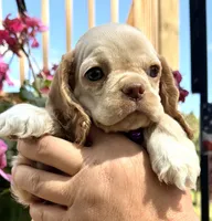 Peaches , a female Cocker Spaniel for sale in Bay City, WI – 5 of 9