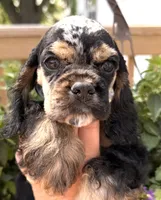 Cleo, a female Cocker Spaniel for sale in Bay City, WI – 4 of 10