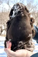 Willow , a female Cocker Spaniel for sale in Bay City, WI – Photo 5 of 6