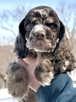 Willow , a female Cocker Spaniel for sale in Bay City, WI – Photo 3 of 6