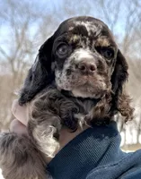 Willow , a female Cocker Spaniel for sale in Bay City, WI – Photo 1 of 6