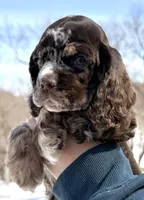 Willow , a female Cocker Spaniel for sale in Bay City, WI – Photo 4 of 6