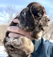 Willow , a female Cocker Spaniel for sale in Bay City, WI – Photo 6 of 6