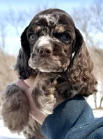 Willow , a female Cocker Spaniel for sale in Bay City, WI – Photo 2 of 6