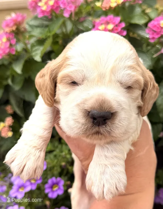 Crow  – English Springer Spaniel puppy for sale in Bay City, WI