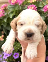 Crow , a male English Springer Spaniel for sale in Bay City, WI – 1 of 9