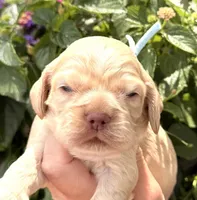 Lightning , a male Cocker Spaniel for sale in Bay City, WI – 1 of 6