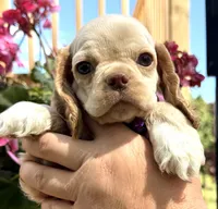 Peaches , a female Cocker Spaniel for sale in Bay City, WI – 5 of 9