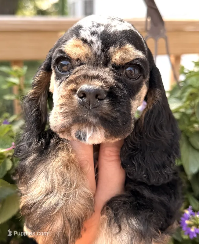Cleo – Cocker Spaniel puppy for sale in Bay City, WI