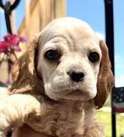 Ginger , a female Cocker Spaniel for sale in Bay City, WI – 9 of 10