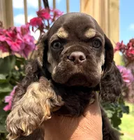 Gina , a female Cocker Spaniel for sale in Bay City, WI – 2 of 10