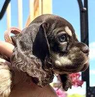 Petunia , a female Cocker Spaniel for sale in Bay City, WI – 2 of 10