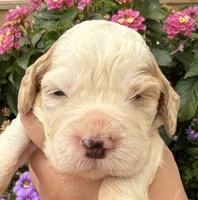 Hawk , a male English Springer Spaniel for sale in Bay City, WI – 6 of 10