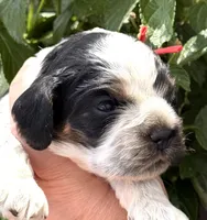 Hail, a male Cocker Spaniel for sale in Bay City, WI – 4 of 7