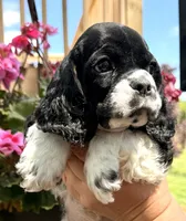 Gerald , a male Cocker Spaniel for sale in Bay City, WI – 6 of 9