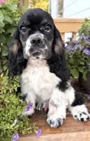 Gerald , a male Cocker Spaniel for sale in Bay City, WI – 7 of 9