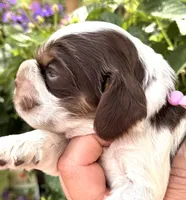 Rain , a female Cocker Spaniel for sale in Bay City, WI – 2 of 7