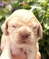 Lightning , a male Cocker Spaniel for sale in Bay City, WI – 4 of 6