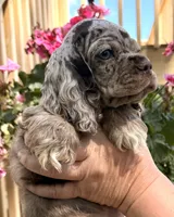 Petey, a male Cocker Spaniel for sale in Bay City, WI – 7 of 8